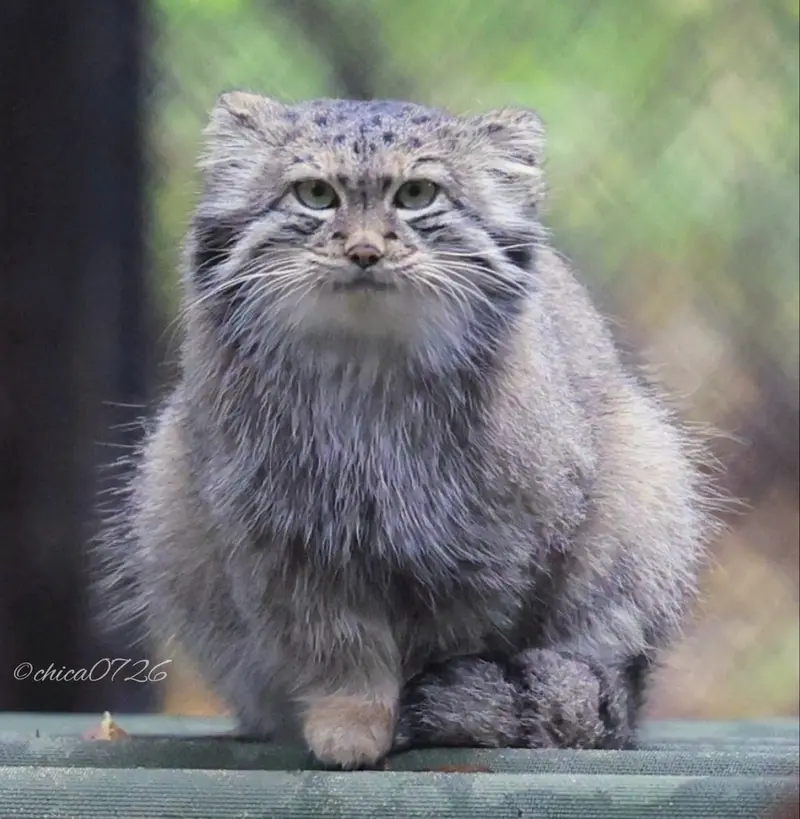 A photograph of Snezhana in Novosibirsk Zoo