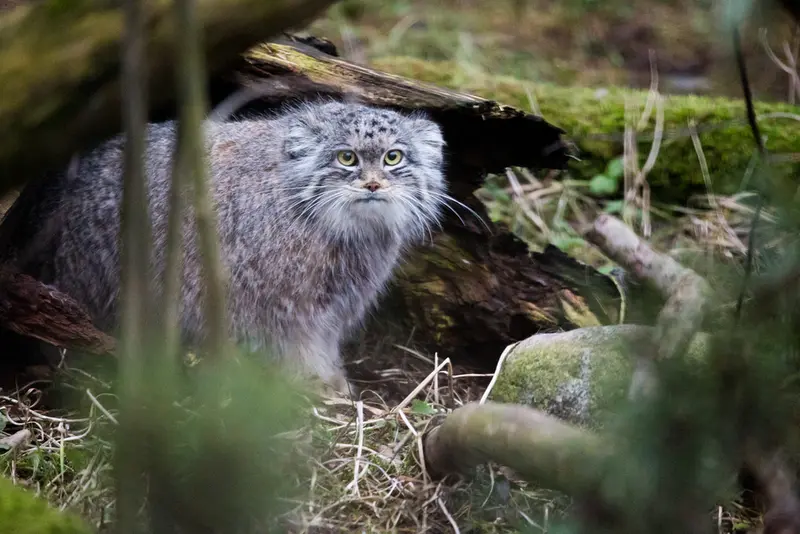 Korkeasaari Zoo: a journey into manul history!