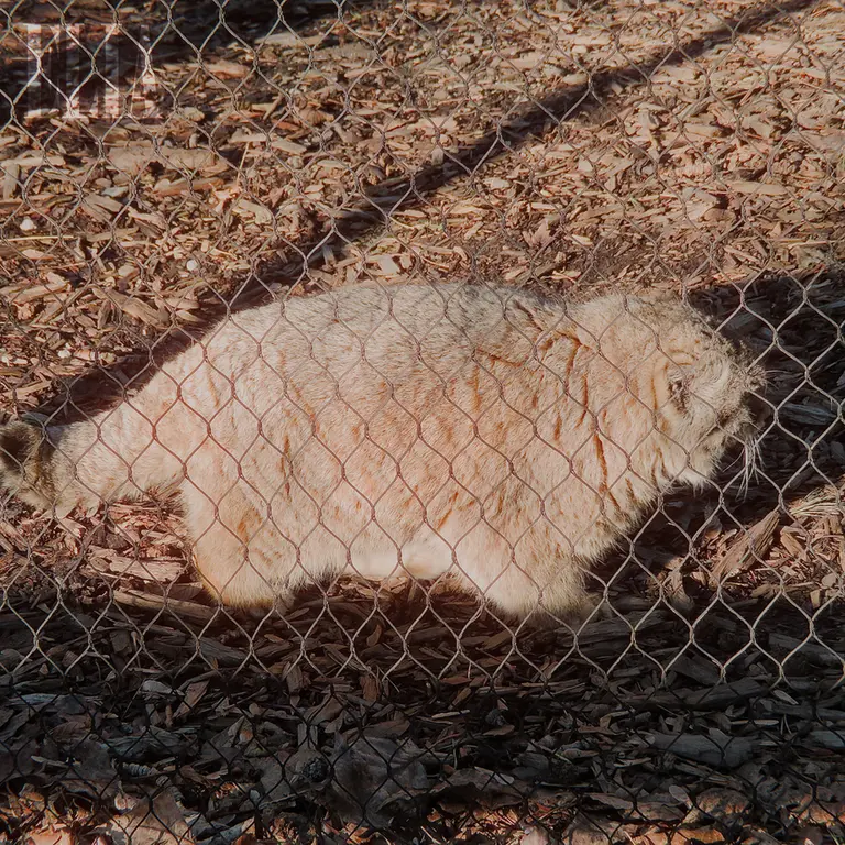 A photograph of Olaf in Calgary Zoo / Wilder Institute