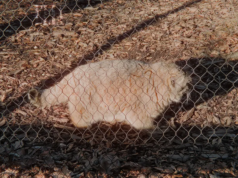 A photograph of Olaf in Calgary Zoo / Wilder Institute