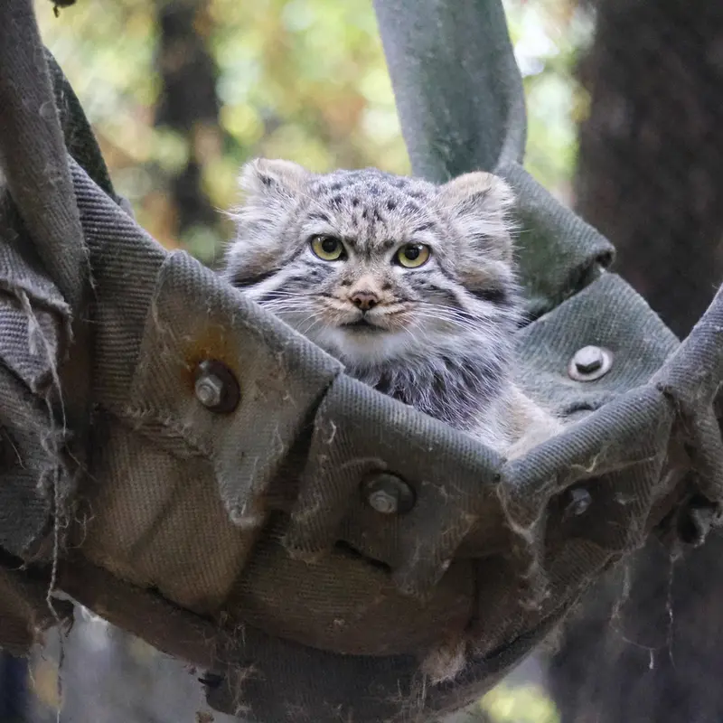 A photograph of Georgette in Novosibirsk Zoo