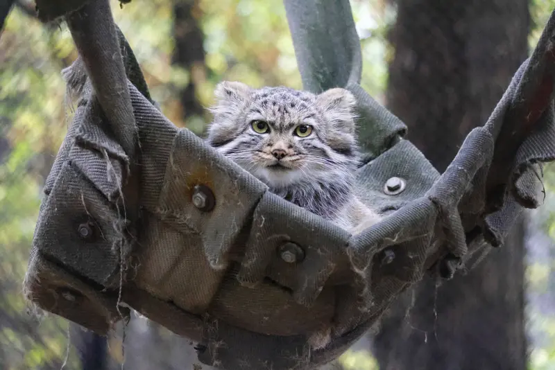 A photograph of a Pallas's cat in Novosibirsk Zoo