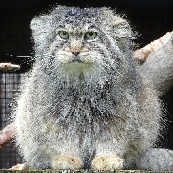 A photograph of Bjorn in Riga Zoo