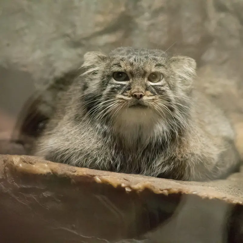 A photograph of Shafran in Ueno Zoological Gardens