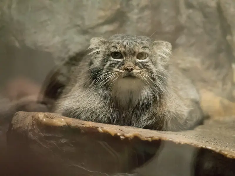 A photograph of Shafran in Ueno Zoological Gardens