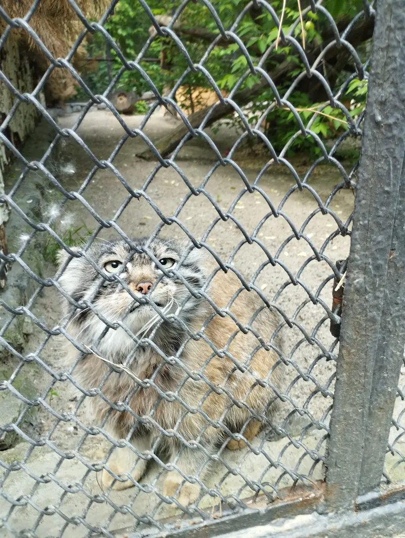 A photograph of a Pallas's cat in Novosibirsk Zoo