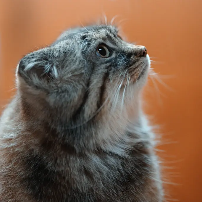 A photograph of Lotos in Asahiyama Zoo