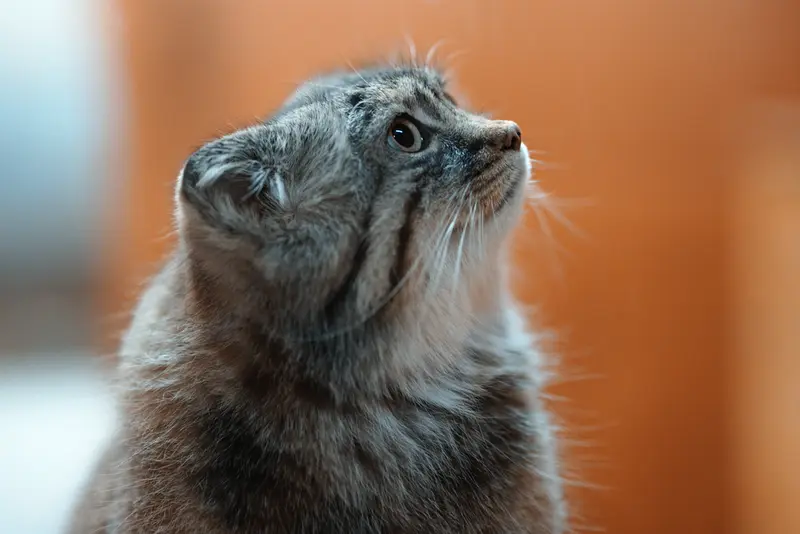 A photograph of Lotos in Asahiyama Zoo
