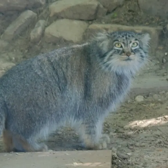 A photograph of Olive in Pueblo Zoo