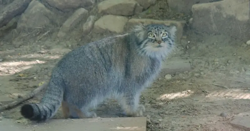 A photograph of Olive in Pueblo Zoo