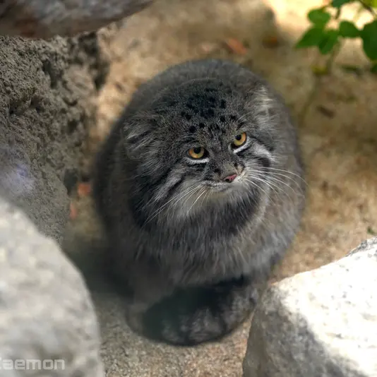 A photograph of Nar in Kobe Animal Kingdom