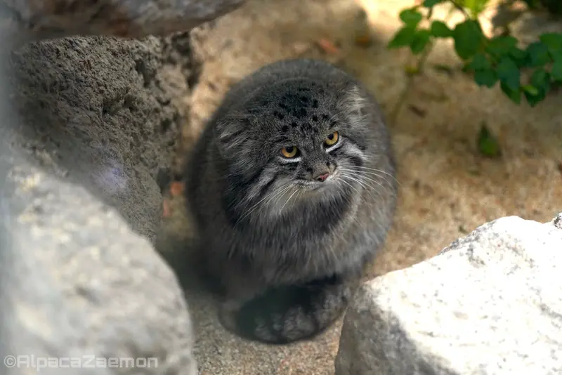 A photograph of Nar in Kobe Animal Kingdom