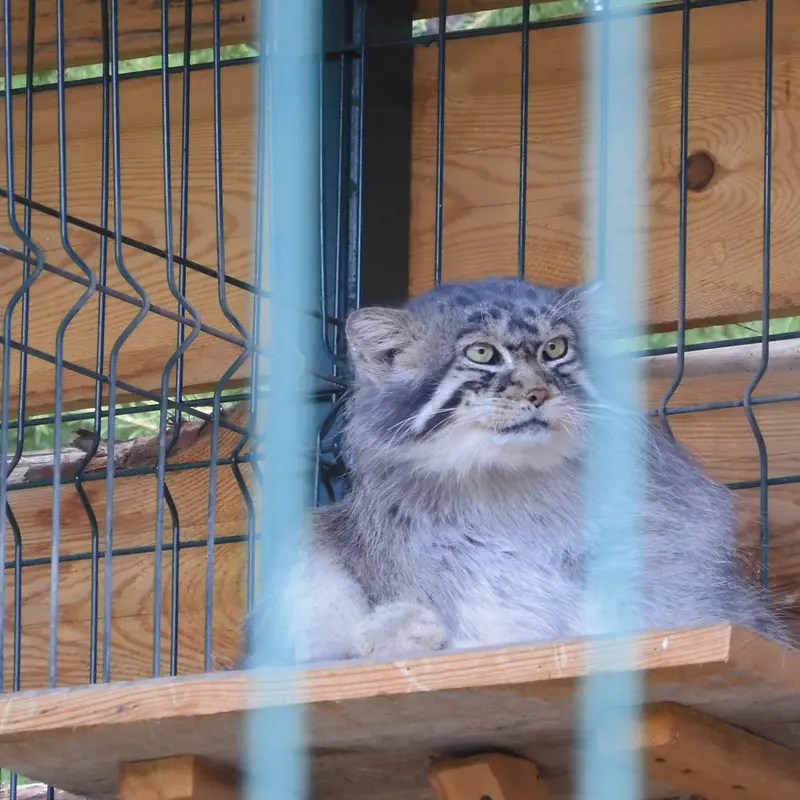 A photograph of a Pallas's cat