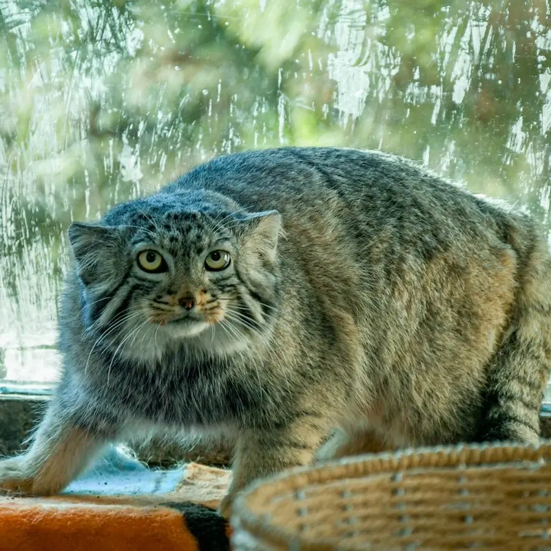 A photograph of Sun Daniang in Qinghai-Tibet Plateau Wildlife Zoo