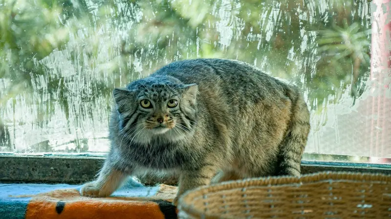 A photograph of Sun Daniang in Qinghai-Tibet Plateau Wildlife Zoo