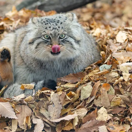 A photograph of Lotos in Saitama Children's Zoo
