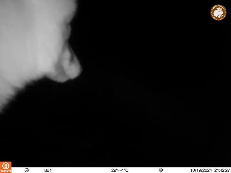 A photograph of Red fox from Aktas-Kunkora camera trap