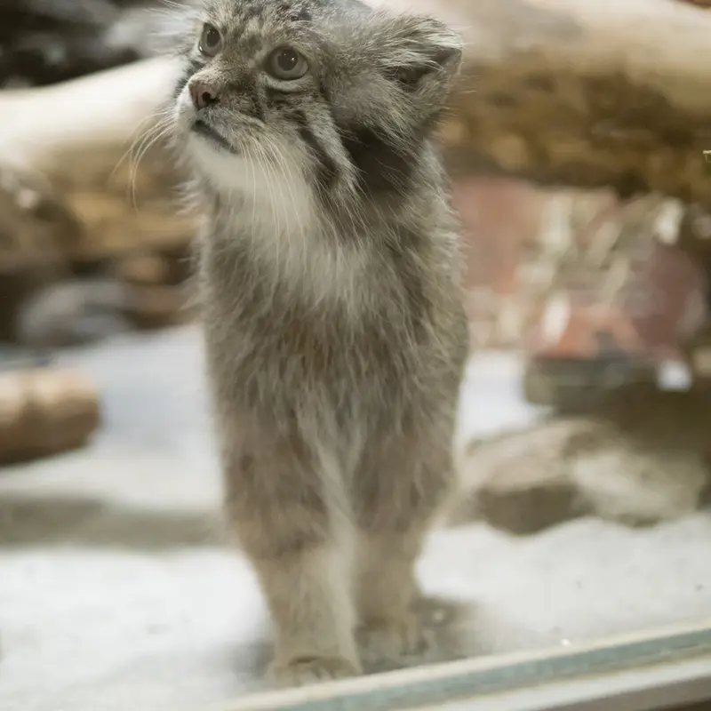 A photograph of Klyon in Ueno Zoological Gardens