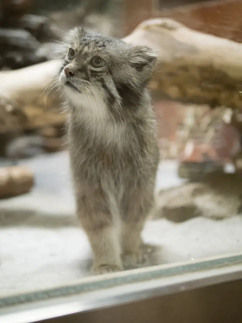A photograph of Klyon in Ueno Zoological Gardens