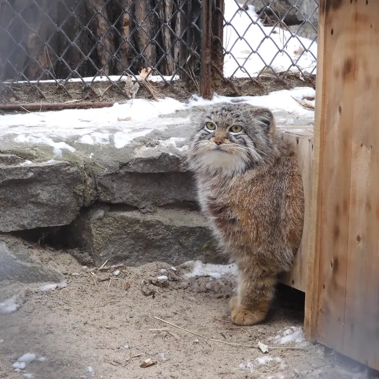 A photograph of Ruf in Novosibirsk Zoo