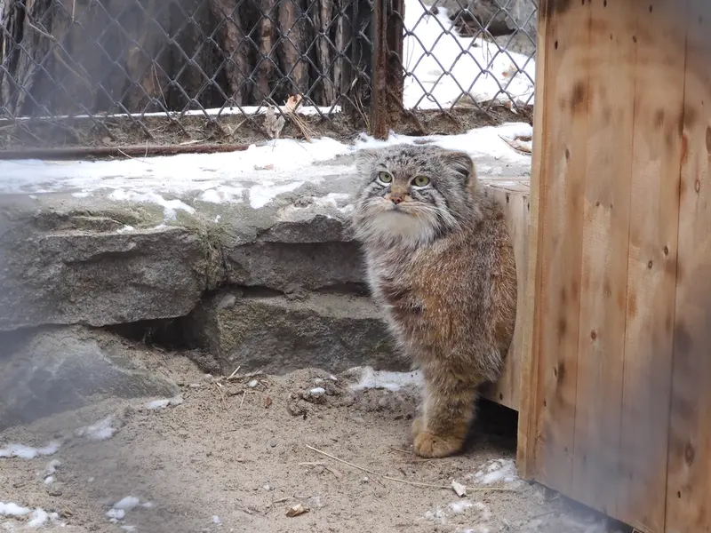 A photograph of Ruf in Novosibirsk Zoo