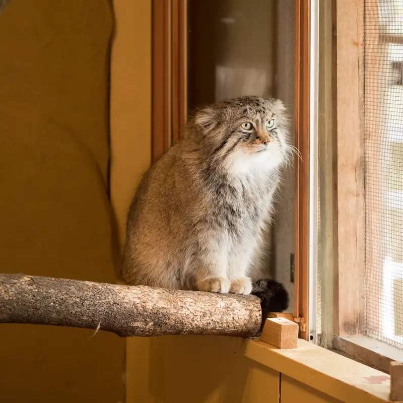 A photograph of Lotos in Saitama Children's Zoo