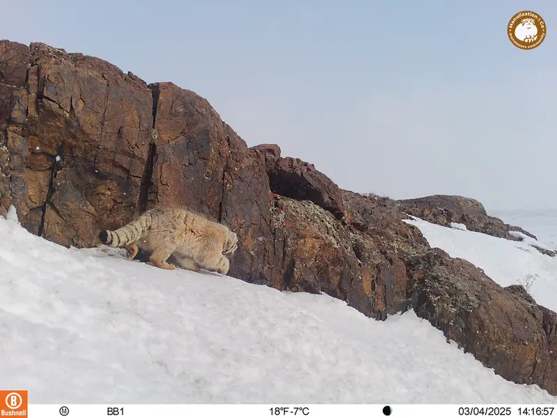 A photograph of Otocolobus manul manul from Aktas-Kunkora camera trap