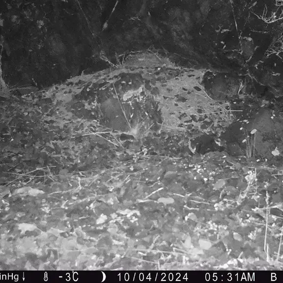 A photograph of Otocolobus manul manul from Egizkara [new] camera trap