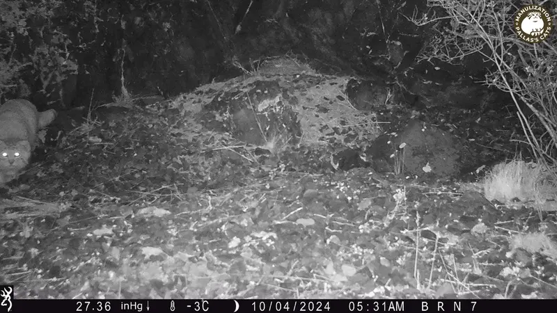 A photograph of Otocolobus manul manul from Egizkara [new] camera trap