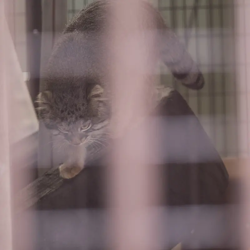 A photograph of Figa in Nogeyama Zoo