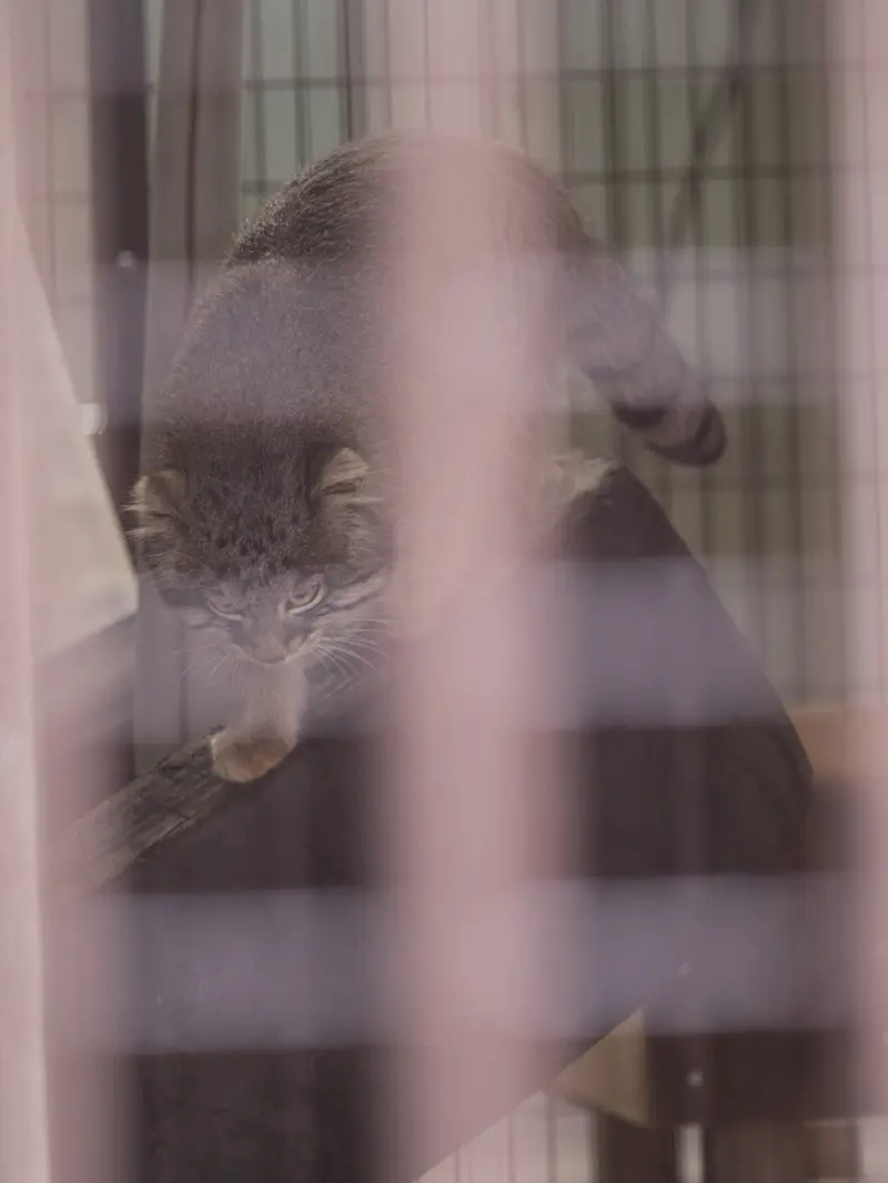 A photograph of Figa in Nogeyama Zoo