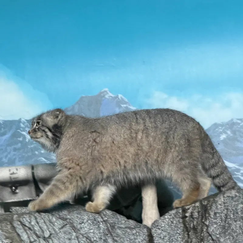 A photograph of Isabel in Cincinnati Zoo