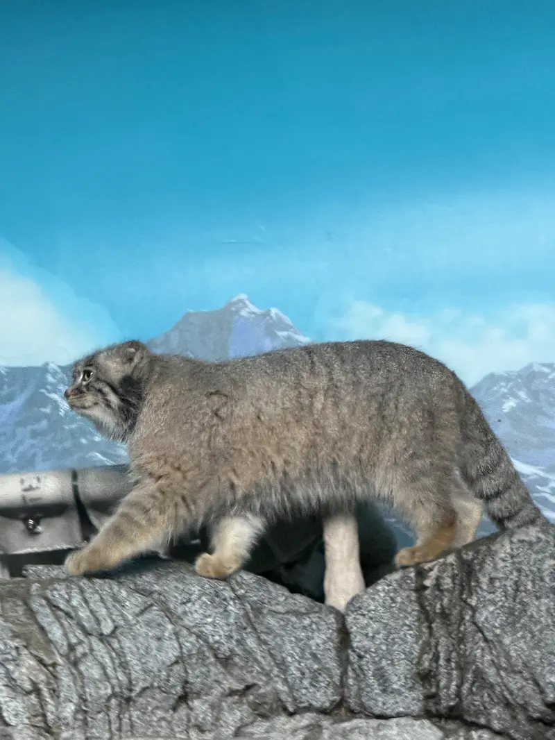 A photograph of Isabel in Cincinnati Zoo