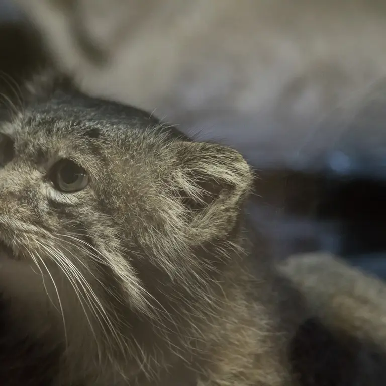 A photograph of Klyon in Ueno Zoological Gardens
