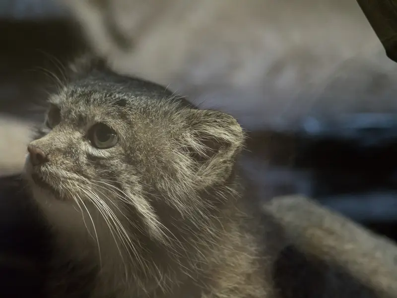 A photograph of Klyon in Ueno Zoological Gardens