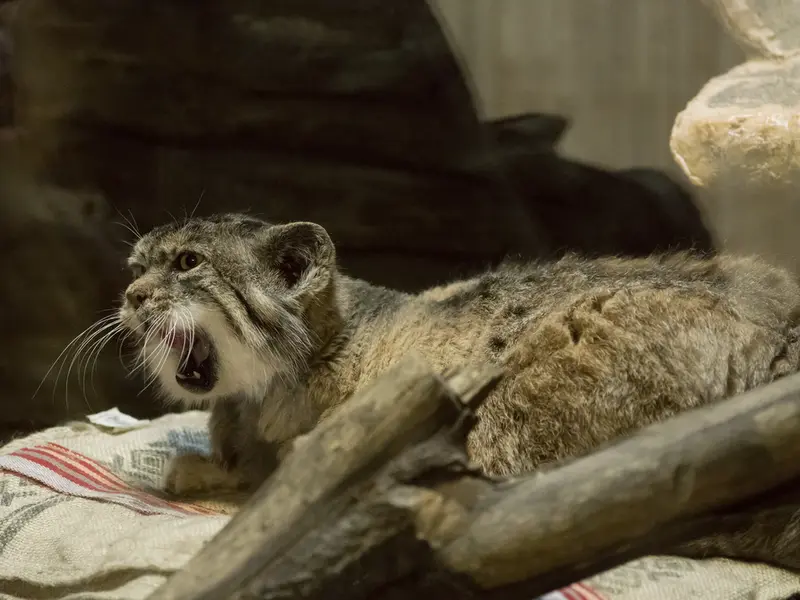 A photograph of Primula in Ueno Zoological Gardens