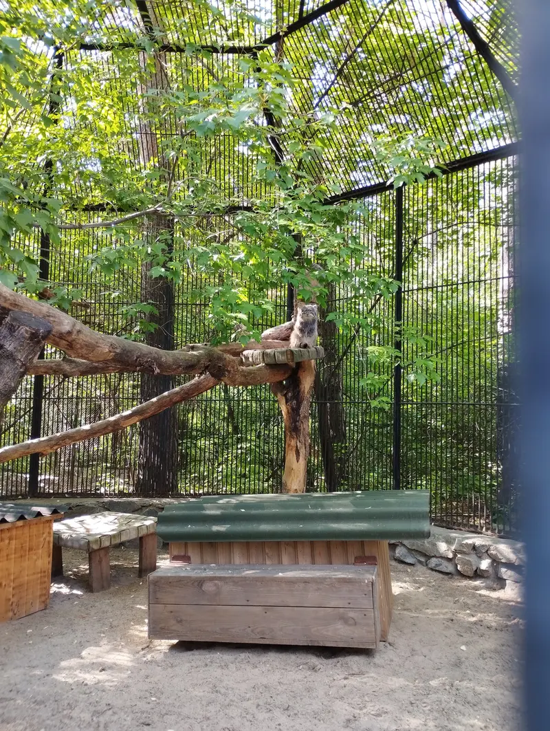 A photograph of a Pallas's cat in Novosibirsk Zoo