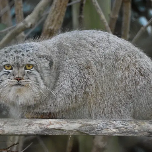 A photograph of Bat-Erdene in Port Lympne Wild Animal Park
