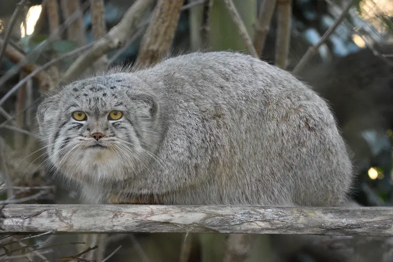 A photograph of Bat-Erdene in Port Lympne Wild Animal Park