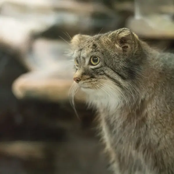 A photograph of Figa in Ueno Zoological Gardens