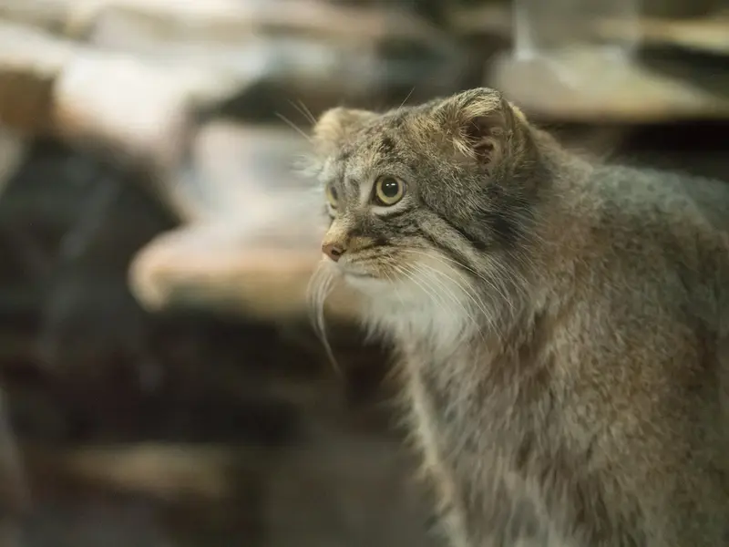 A photograph of Figa in Ueno Zoological Gardens