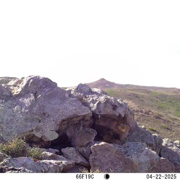 A photograph of Pika from Besshoky 1 camera trap