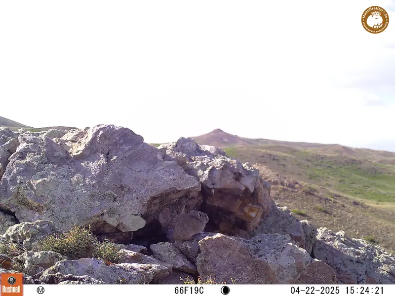 A photograph of Pika from Besshoky 1 camera trap