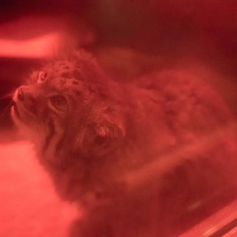 A photograph of Naim in Ueno Zoological Gardens