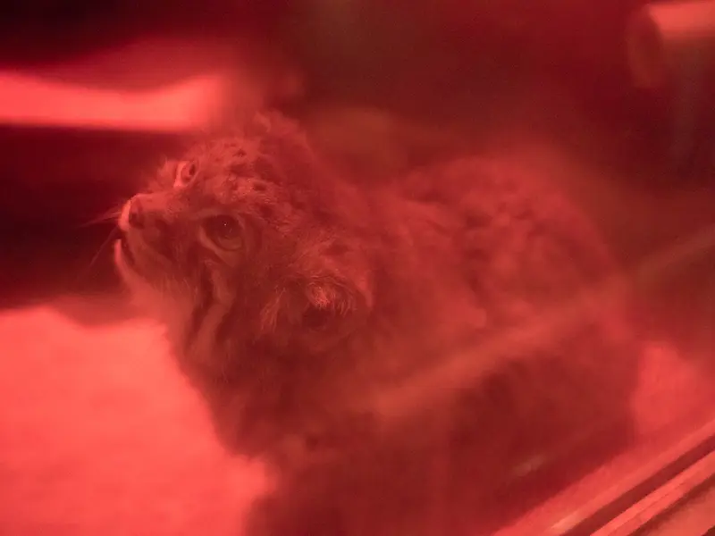 A photograph of Naim in Ueno Zoological Gardens