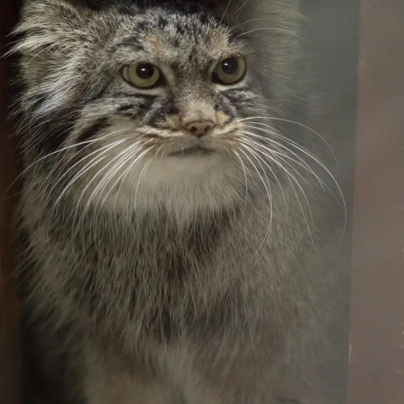 A photograph of Shafran in Ueno Zoological Gardens