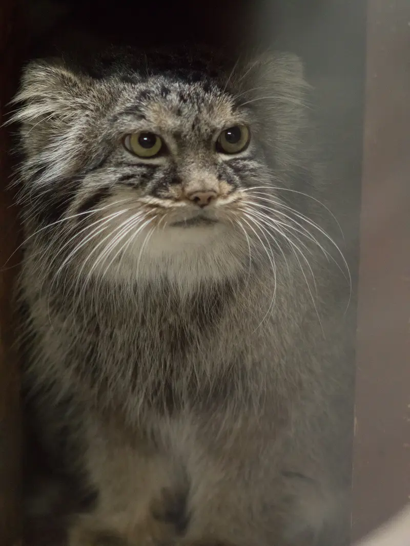 A photograph of Shafran in Ueno Zoological Gardens