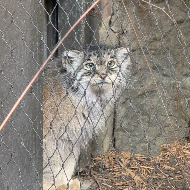A photograph of Sarnai in Prospect Park Zoo