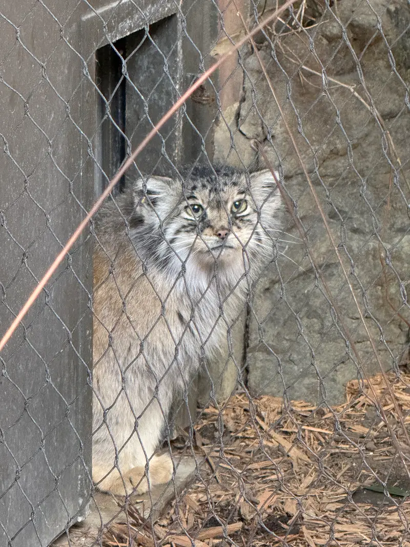 A photograph of Sarnai in Prospect Park Zoo