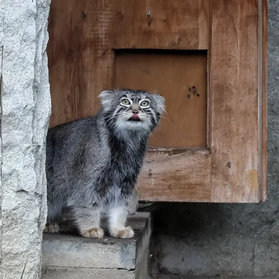 A photograph of a Pallas's cat in Moscow zoo